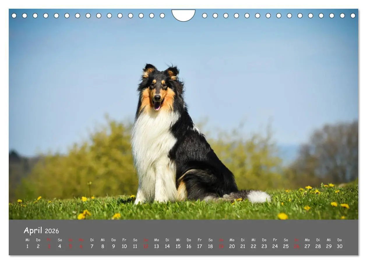 Bild: 9783457937273 | Einmal Collie - immer Collie (Wandkalender 2026 DIN A4 quer),...