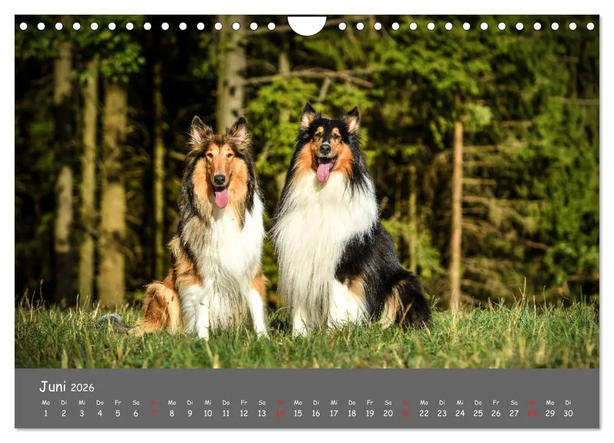 Bild: 9783457937273 | Einmal Collie - immer Collie (Wandkalender 2026 DIN A4 quer),...