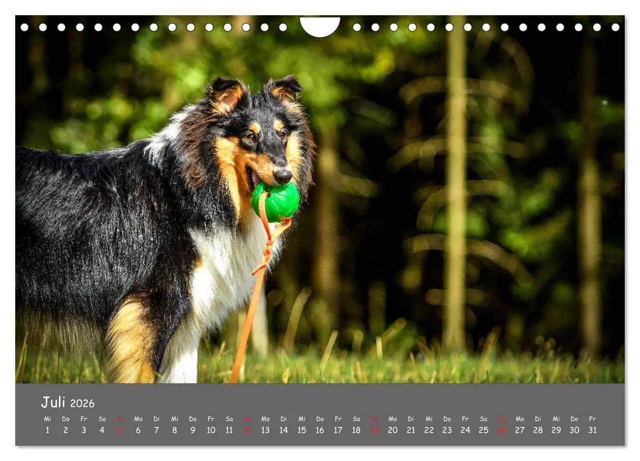 Bild: 9783457937273 | Einmal Collie - immer Collie (Wandkalender 2026 DIN A4 quer),...