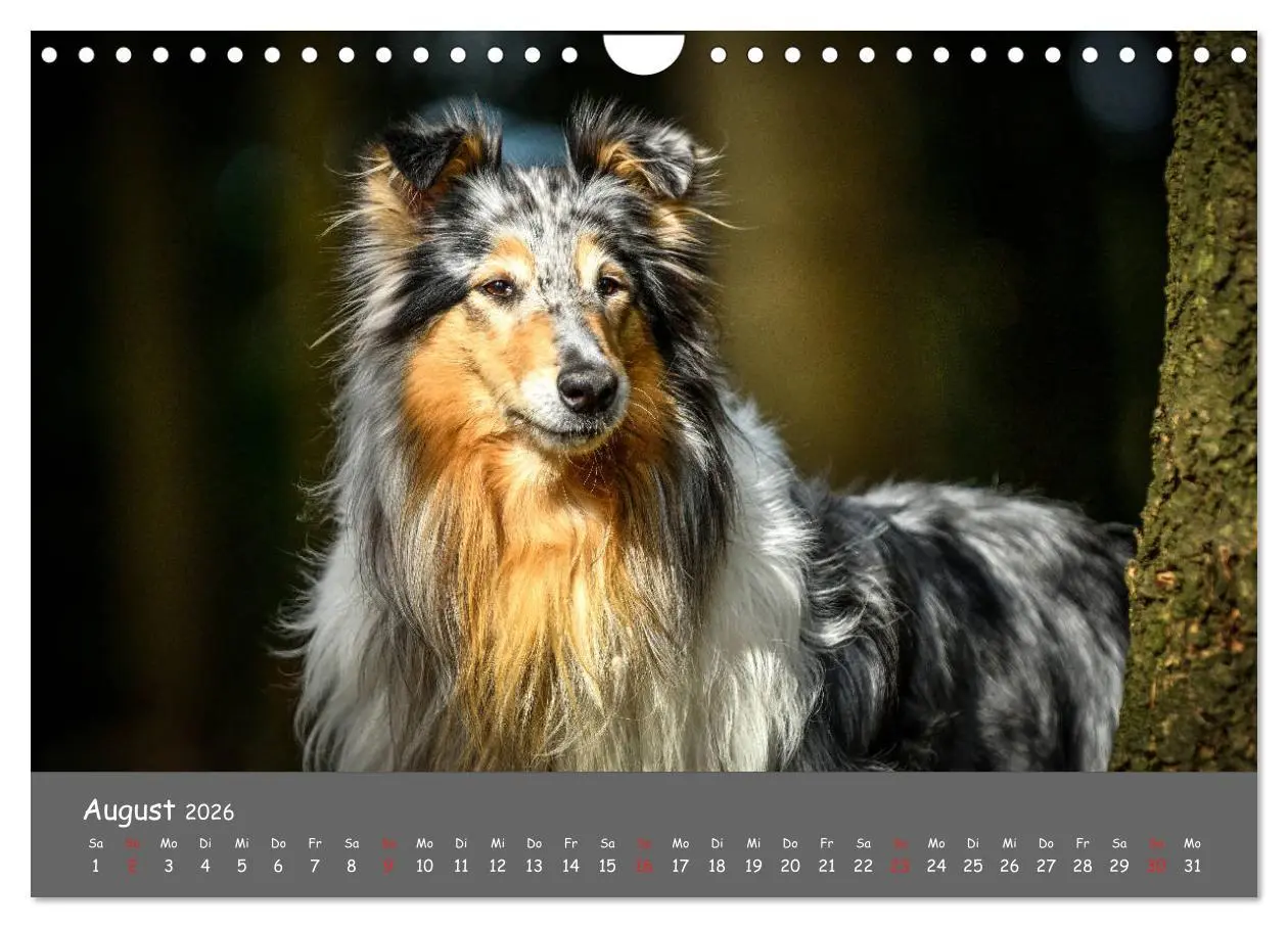 Bild: 9783457937273 | Einmal Collie - immer Collie (Wandkalender 2026 DIN A4 quer),...