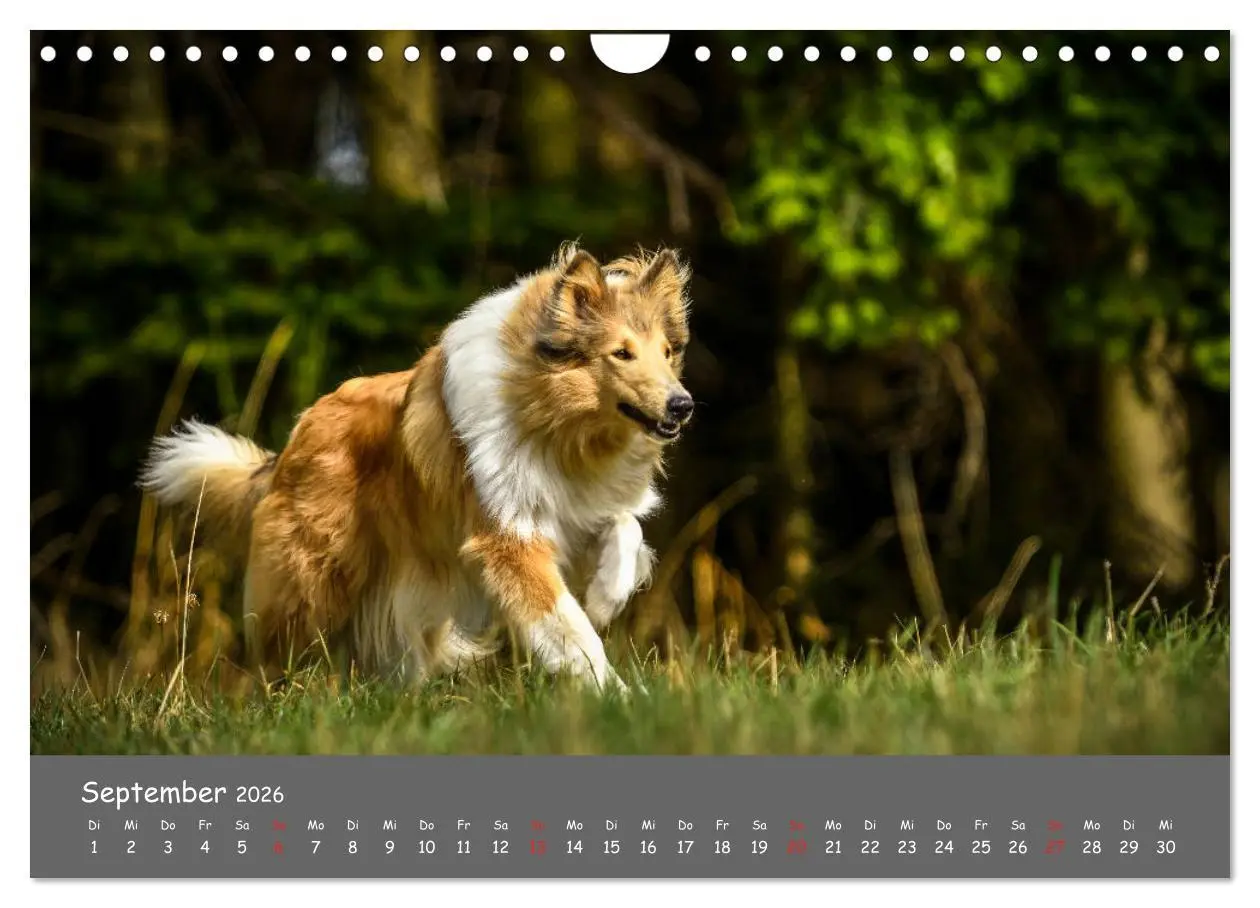 Bild: 9783457937273 | Einmal Collie - immer Collie (Wandkalender 2026 DIN A4 quer),...