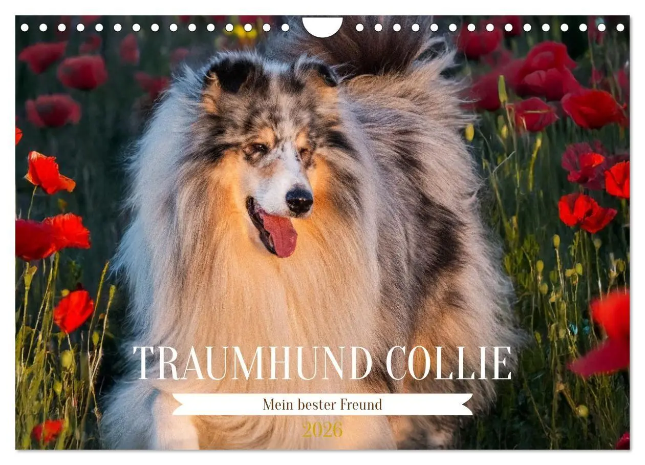 Cover: 9783516717273 | Traumhund Collie - Mein bester Freund (Wandkalender 2026 DIN A4...
