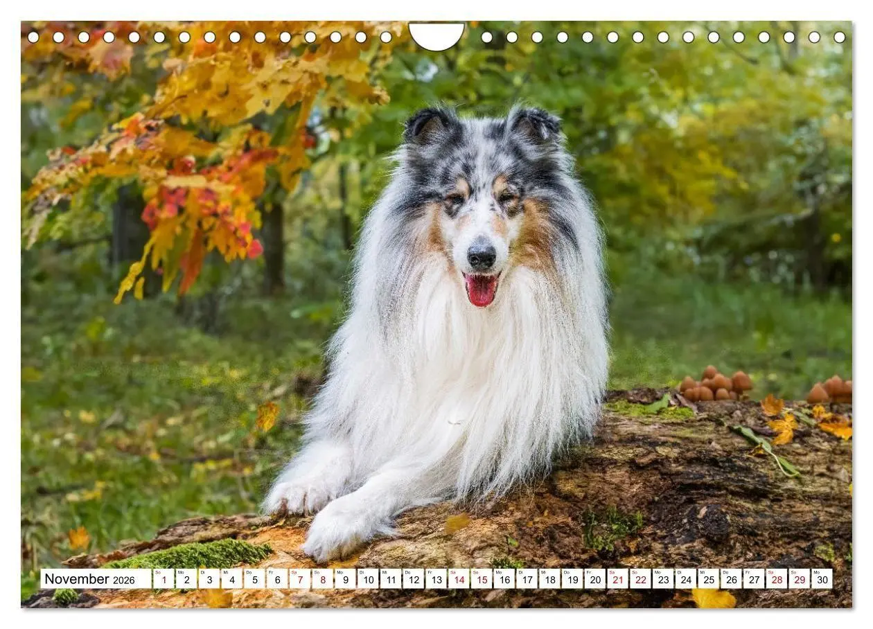 Bild: 9783516717273 | Traumhund Collie - Mein bester Freund (Wandkalender 2026 DIN A4...