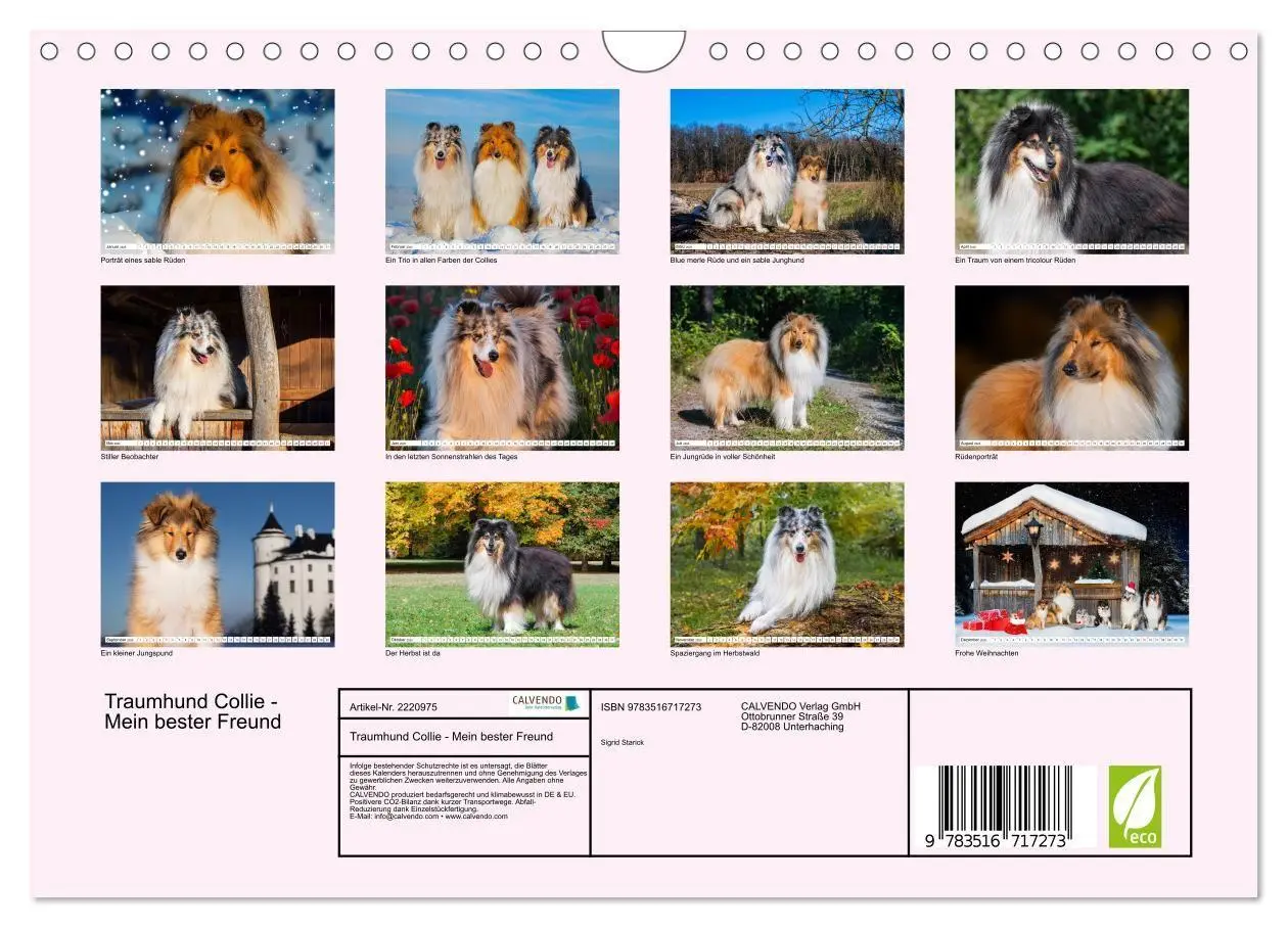 Bild: 9783516717273 | Traumhund Collie - Mein bester Freund (Wandkalender 2026 DIN A4...
