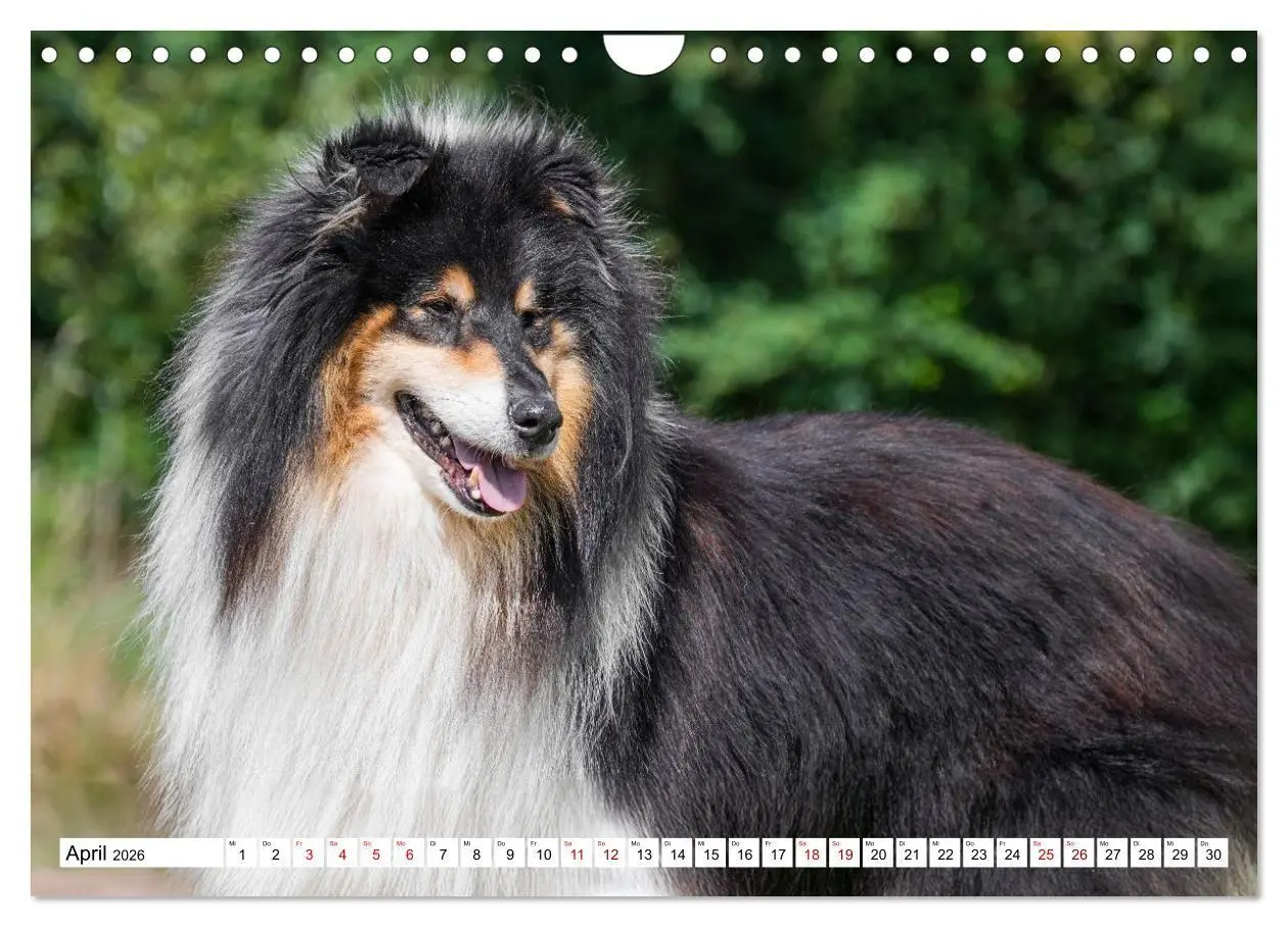Bild: 9783516717273 | Traumhund Collie - Mein bester Freund (Wandkalender 2026 DIN A4...