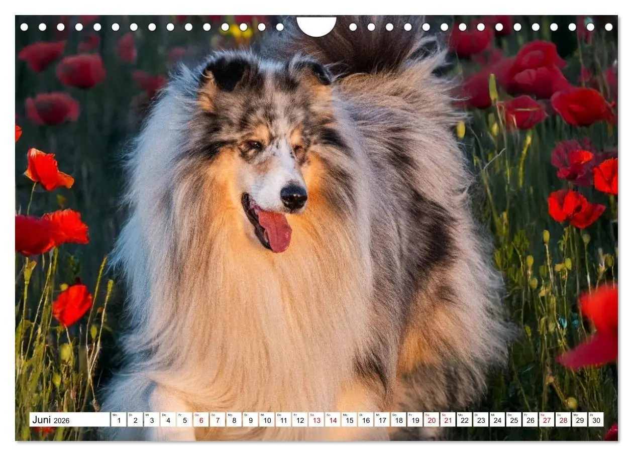 Bild: 9783516717273 | Traumhund Collie - Mein bester Freund (Wandkalender 2026 DIN A4...