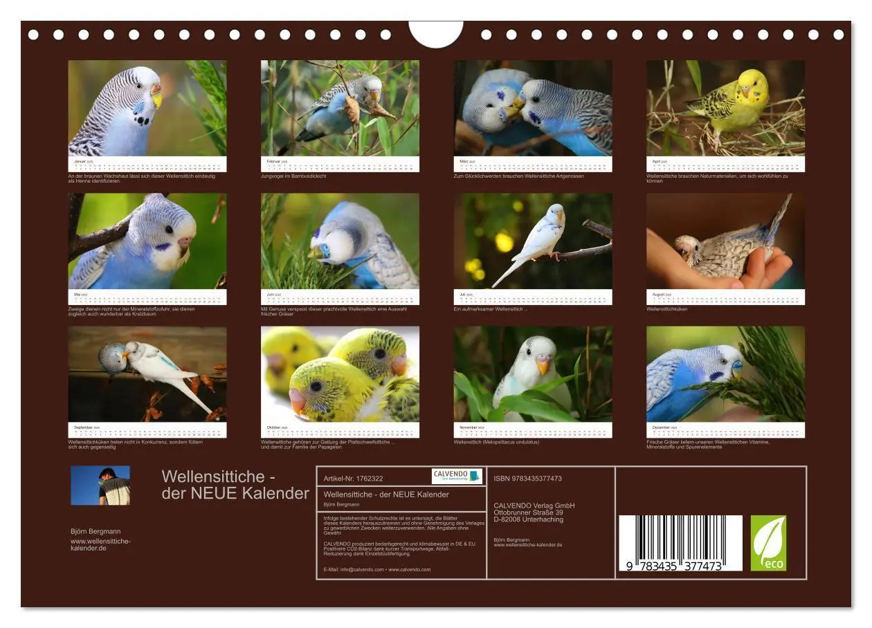 Bild: 9783435377473 | Wellensittiche - der NEUE Kalender (Wandkalender 2025 DIN A4 quer),...