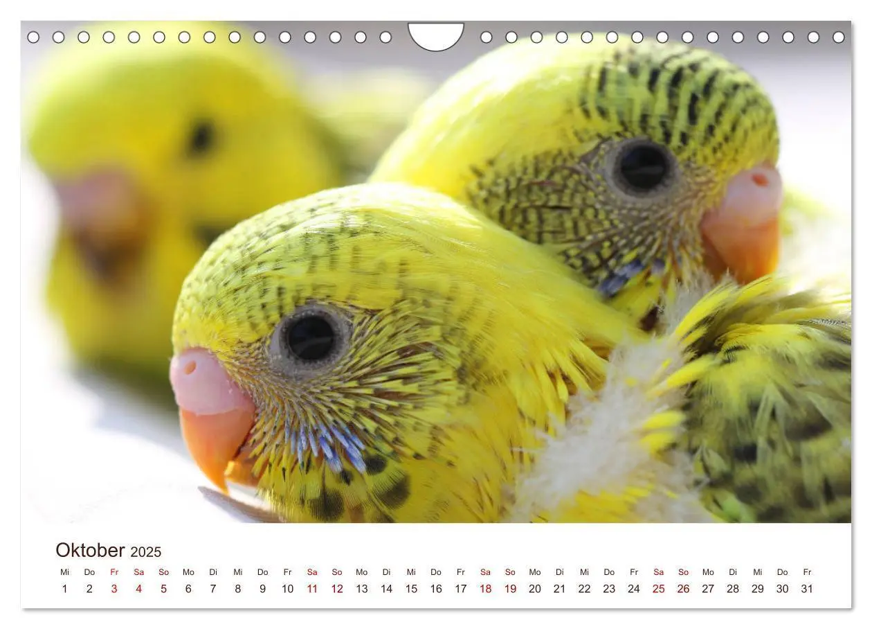 Bild: 9783435377473 | Wellensittiche - der NEUE Kalender (Wandkalender 2025 DIN A4 quer),...