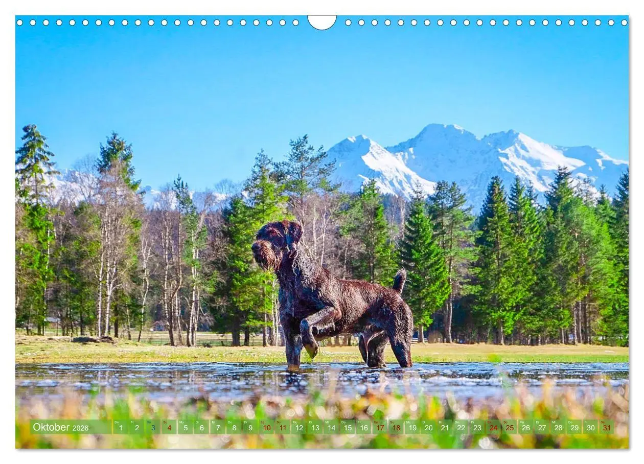 Bild: 9783457777473 | Deutsch Drahthaar - Ein Jahr mit Max (Wandkalender 2026 DIN A3...