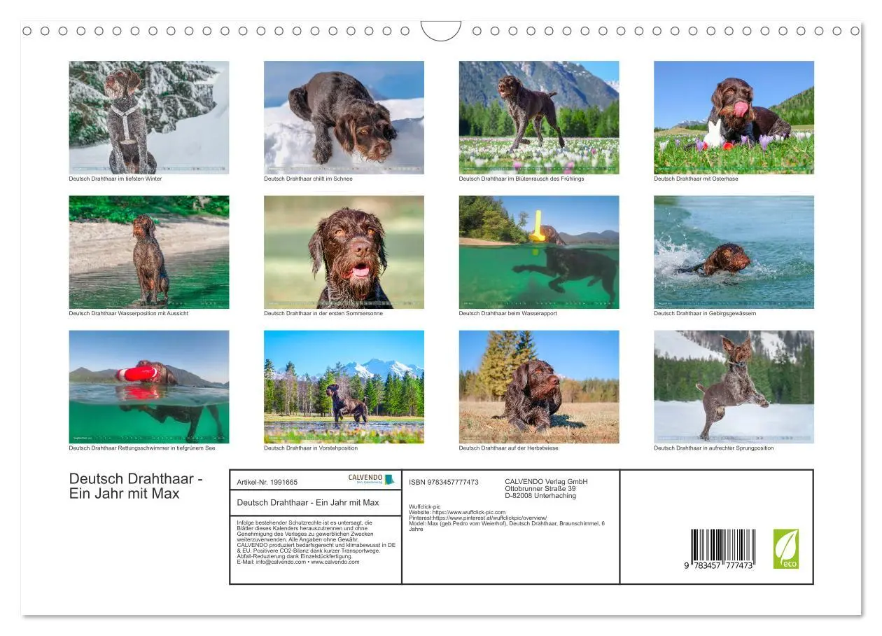 Bild: 9783457777473 | Deutsch Drahthaar - Ein Jahr mit Max (Wandkalender 2026 DIN A3...