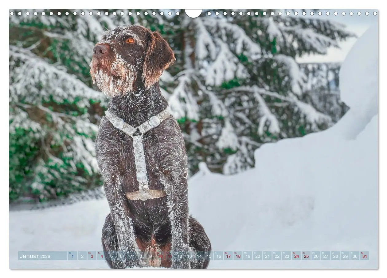 Bild: 9783457777473 | Deutsch Drahthaar - Ein Jahr mit Max (Wandkalender 2026 DIN A3...