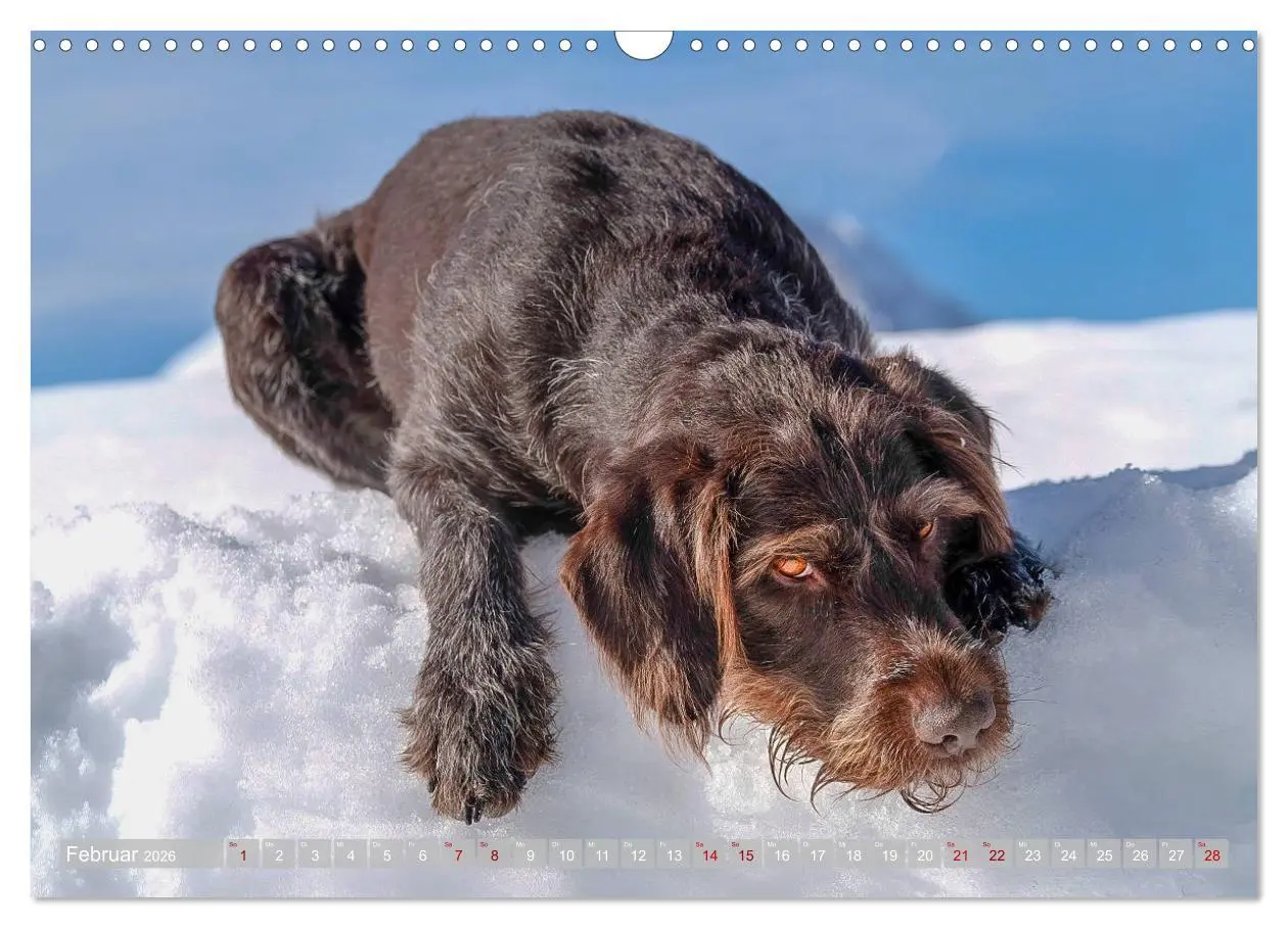 Bild: 9783457777473 | Deutsch Drahthaar - Ein Jahr mit Max (Wandkalender 2026 DIN A3...