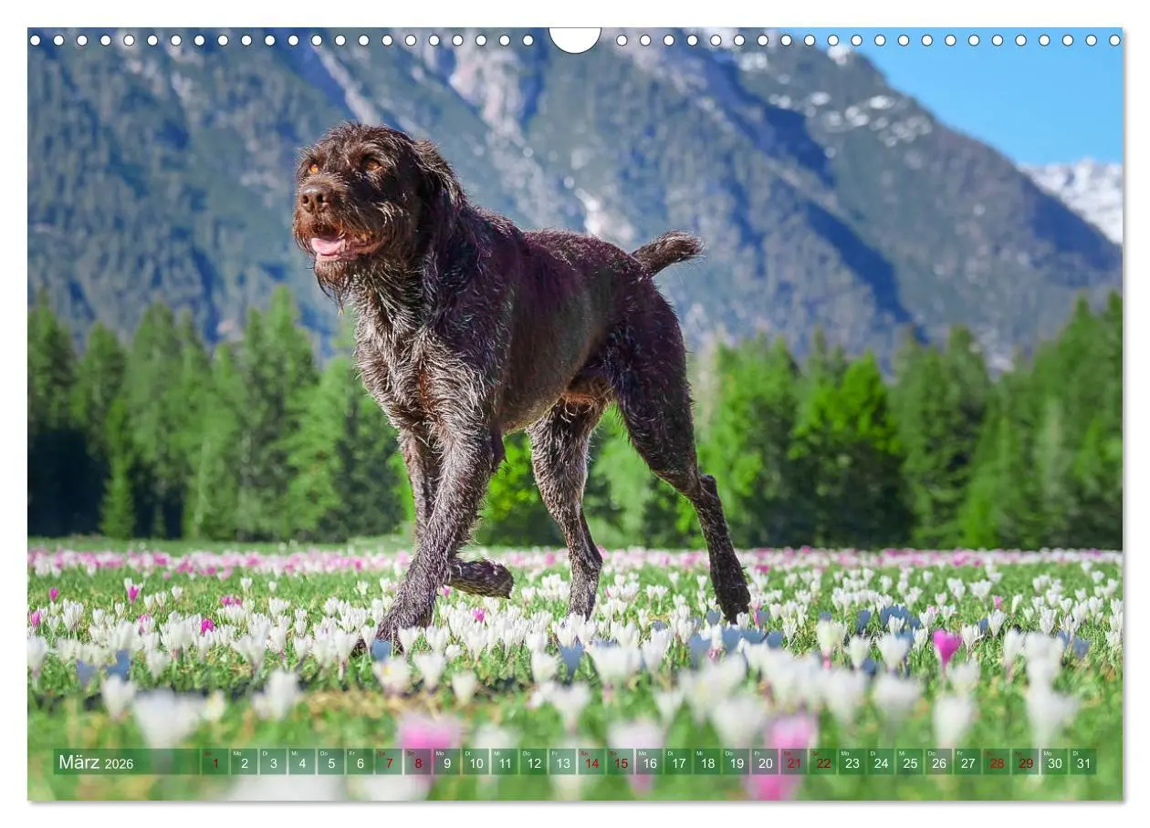 Bild: 9783457777473 | Deutsch Drahthaar - Ein Jahr mit Max (Wandkalender 2026 DIN A3...