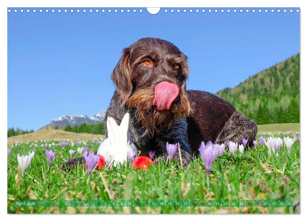 Bild: 9783457777473 | Deutsch Drahthaar - Ein Jahr mit Max (Wandkalender 2026 DIN A3...