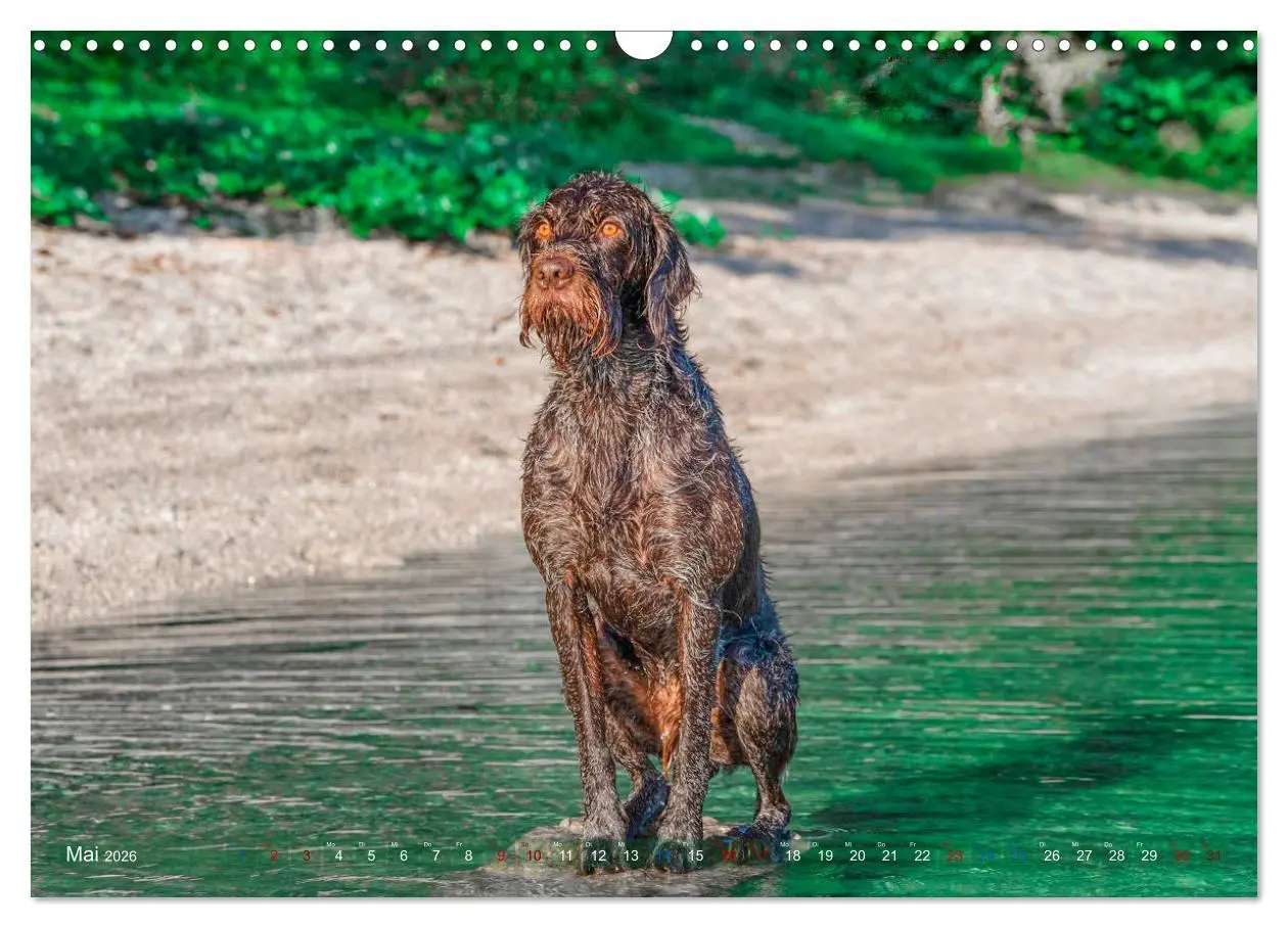 Bild: 9783457777473 | Deutsch Drahthaar - Ein Jahr mit Max (Wandkalender 2026 DIN A3...