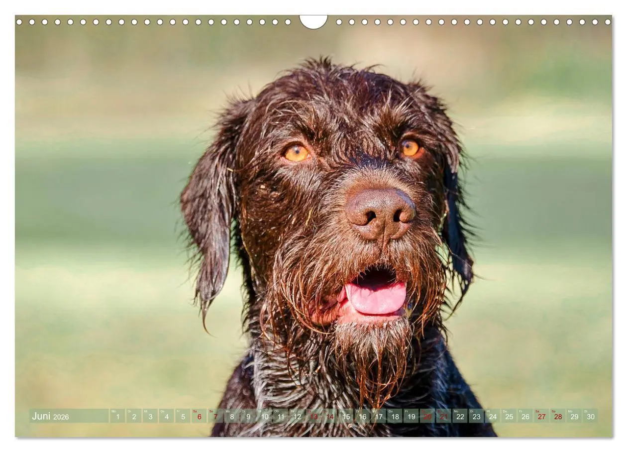 Bild: 9783457777473 | Deutsch Drahthaar - Ein Jahr mit Max (Wandkalender 2026 DIN A3...