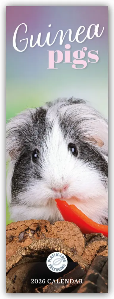 Cover: 9781529847673 | Guniea Pigs - Meerschweinchen 2026 - Slimline-Kalender | Calendar