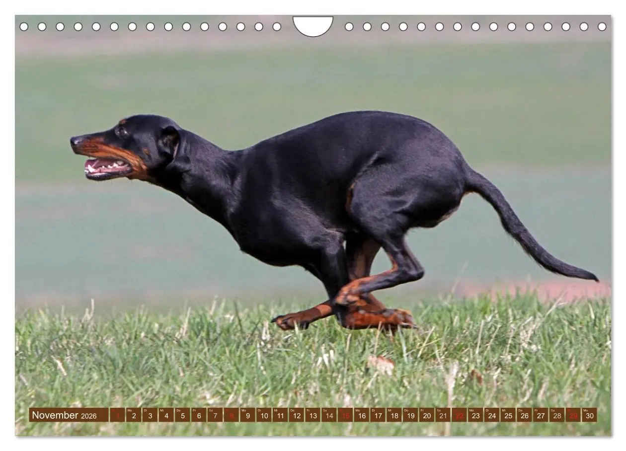 Bild: 9783516157673 | Brandlbracken (Wandkalender 2026 DIN A4 quer), CALVENDO Monatskalender