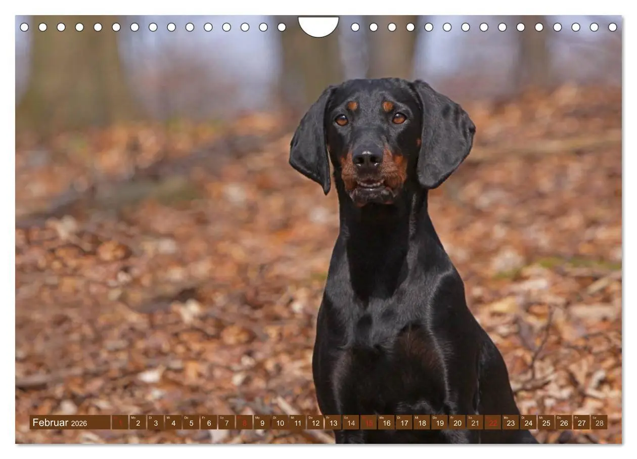 Bild: 9783516157673 | Brandlbracken (Wandkalender 2026 DIN A4 quer), CALVENDO Monatskalender