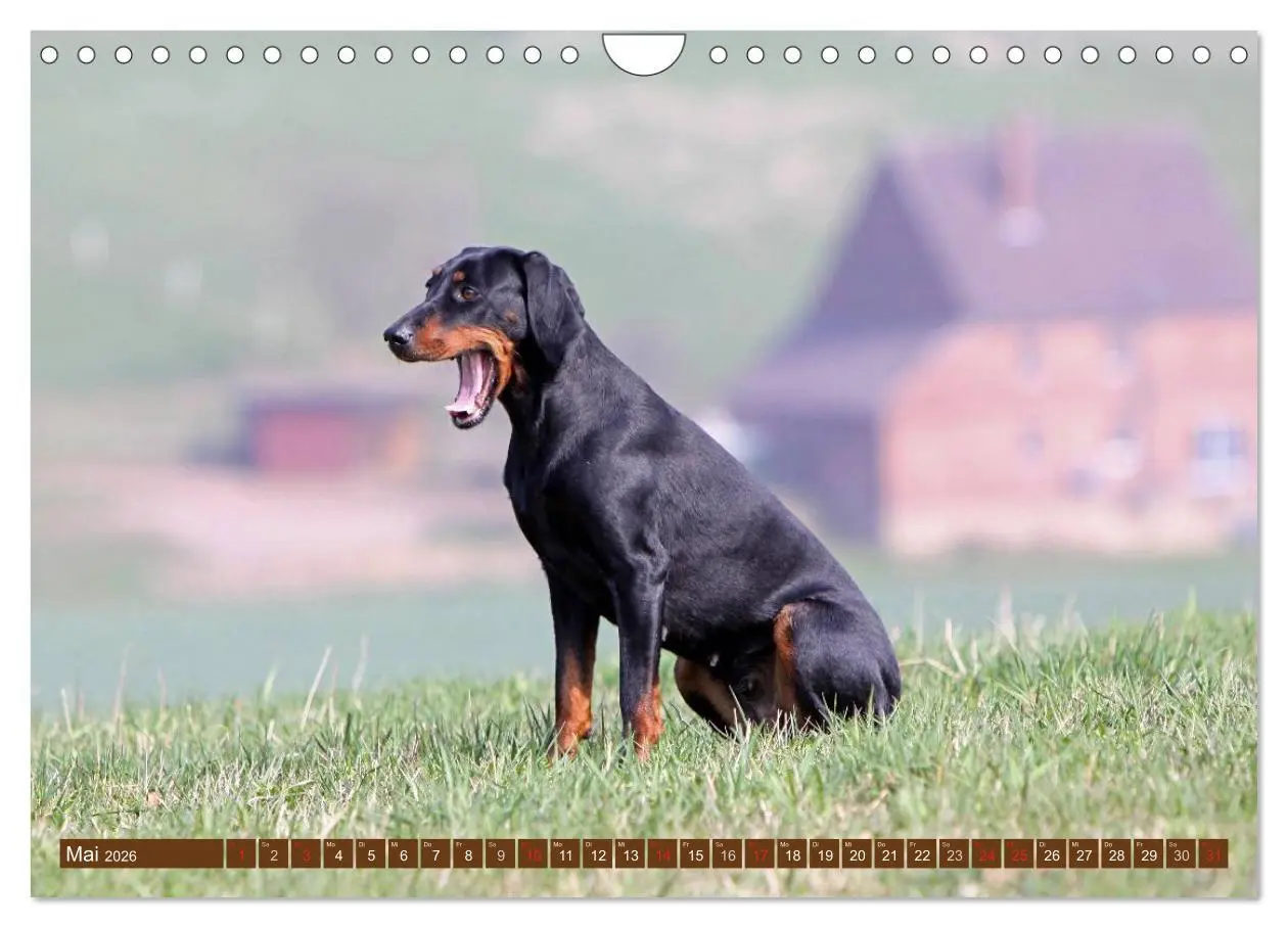 Bild: 9783516157673 | Brandlbracken (Wandkalender 2026 DIN A4 quer), CALVENDO Monatskalender