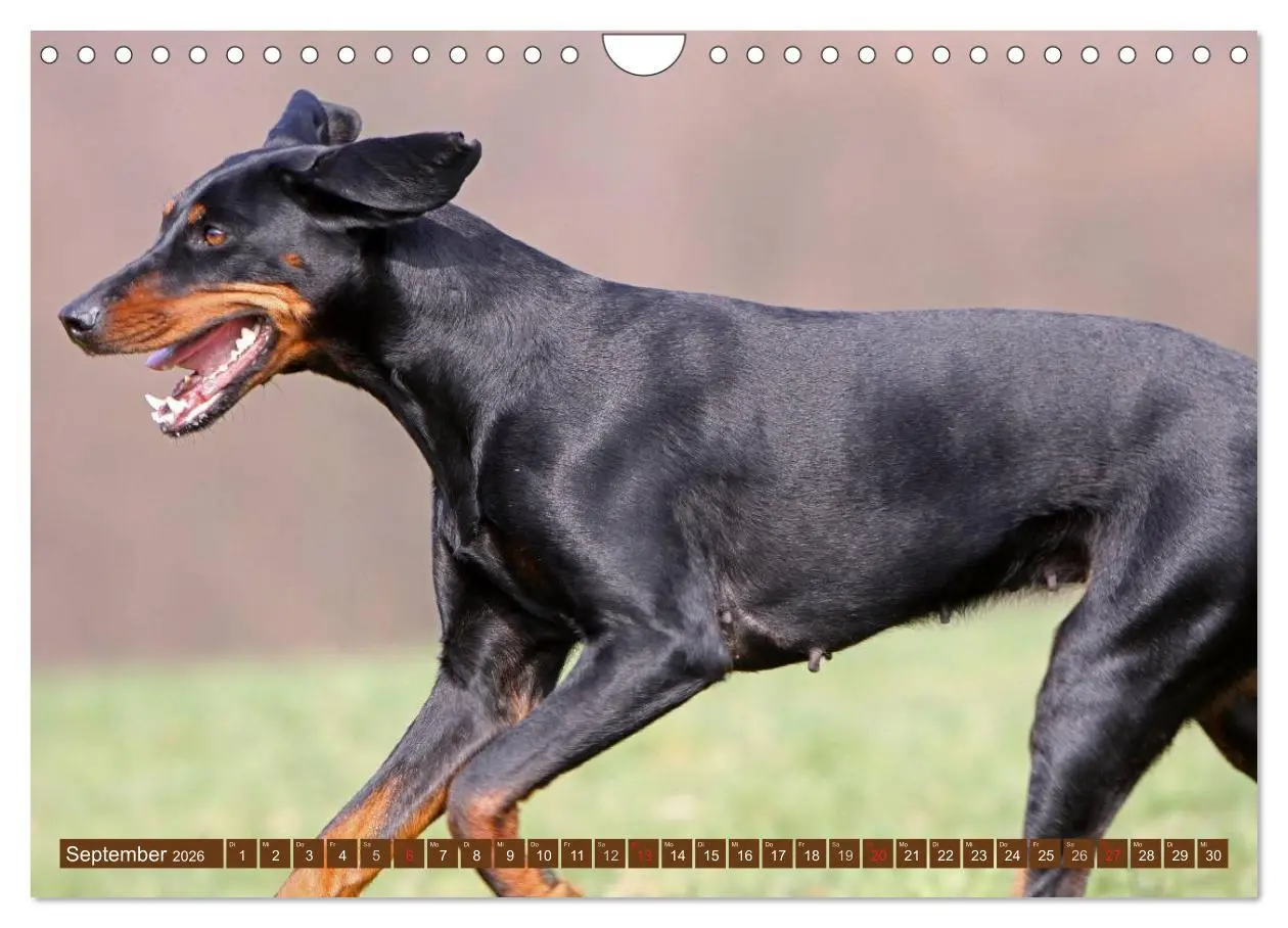 Bild: 9783516157673 | Brandlbracken (Wandkalender 2026 DIN A4 quer), CALVENDO Monatskalender