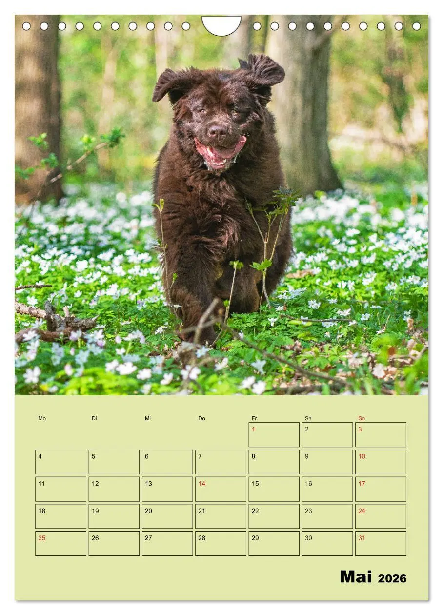 Bild: 9783516387773 | Bärige Freunde - Familienplaner Brauner Neufundländer (Wandkalender...