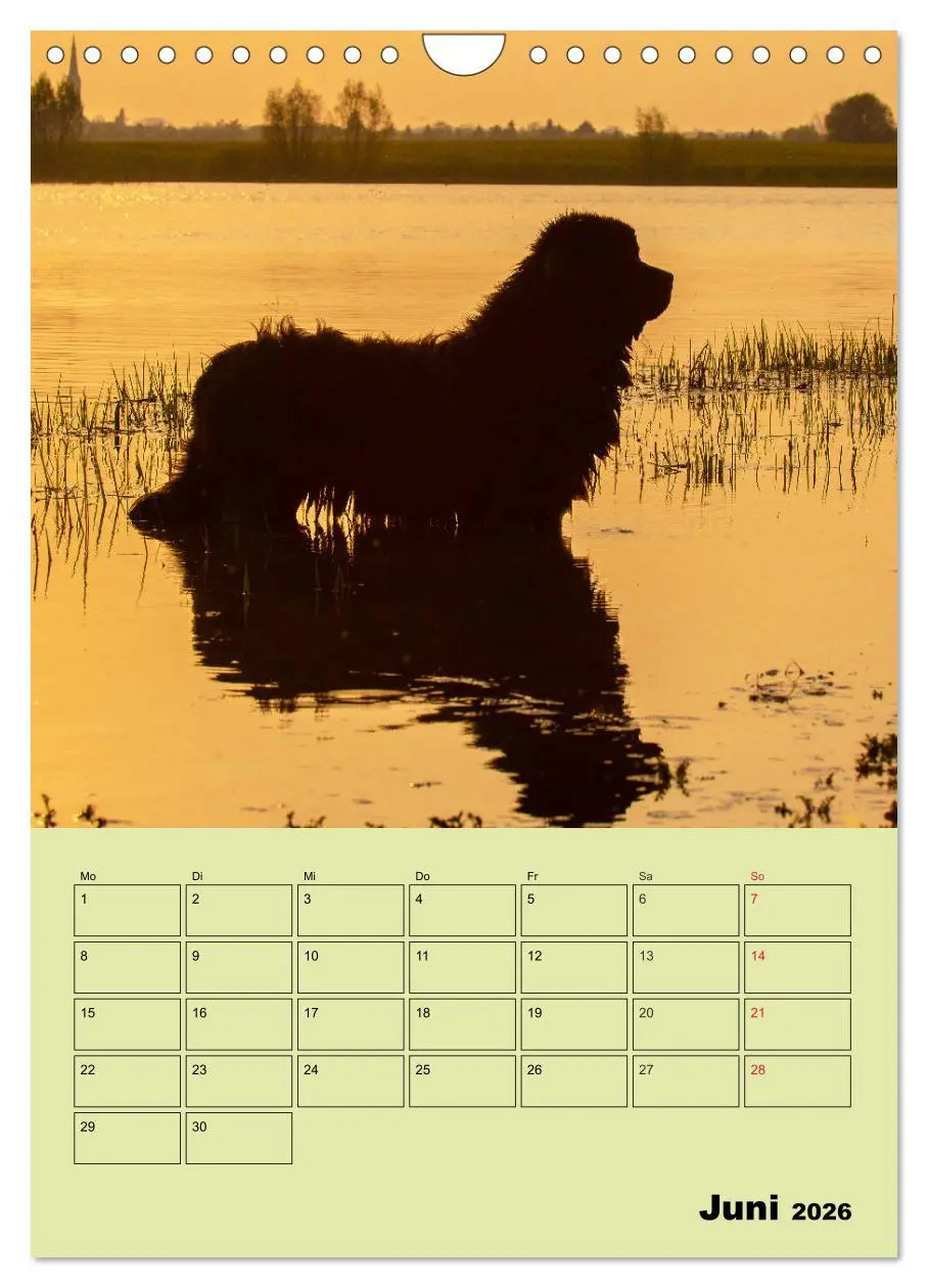 Bild: 9783516387773 | Bärige Freunde - Familienplaner Brauner Neufundländer (Wandkalender...