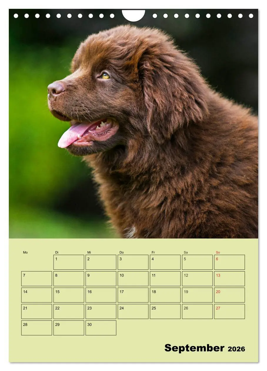 Bild: 9783516387773 | Bärige Freunde - Familienplaner Brauner Neufundländer (Wandkalender...