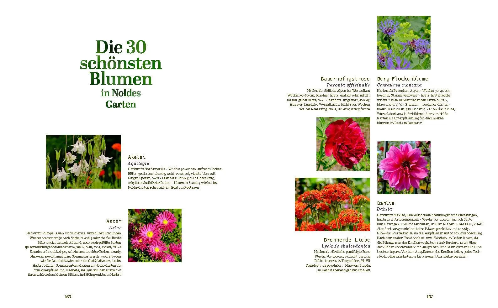 Bild: 9783791377773 | Der Garten von Emil Nolde | Magdalena Moeller | Buch | 176 S. | 2025