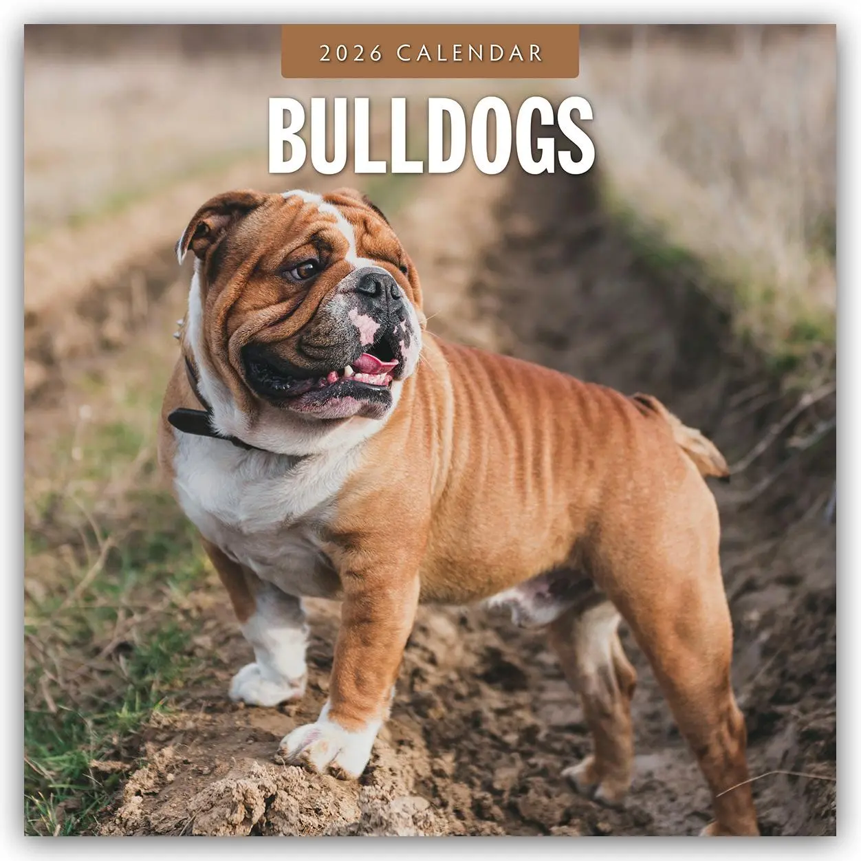 Cover: 9781804427873 | Bulldogs - Bulldoggen 2026 - 16-Monatskalender | Robin Red | Kalender