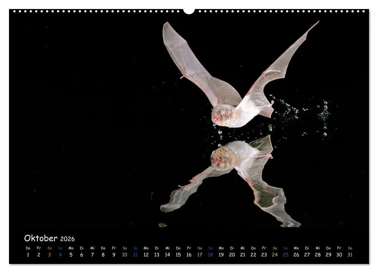 Bild: 9783457357873 | Fledermäuse - kleine Vampire (Wandkalender 2026 DIN A2 quer),...