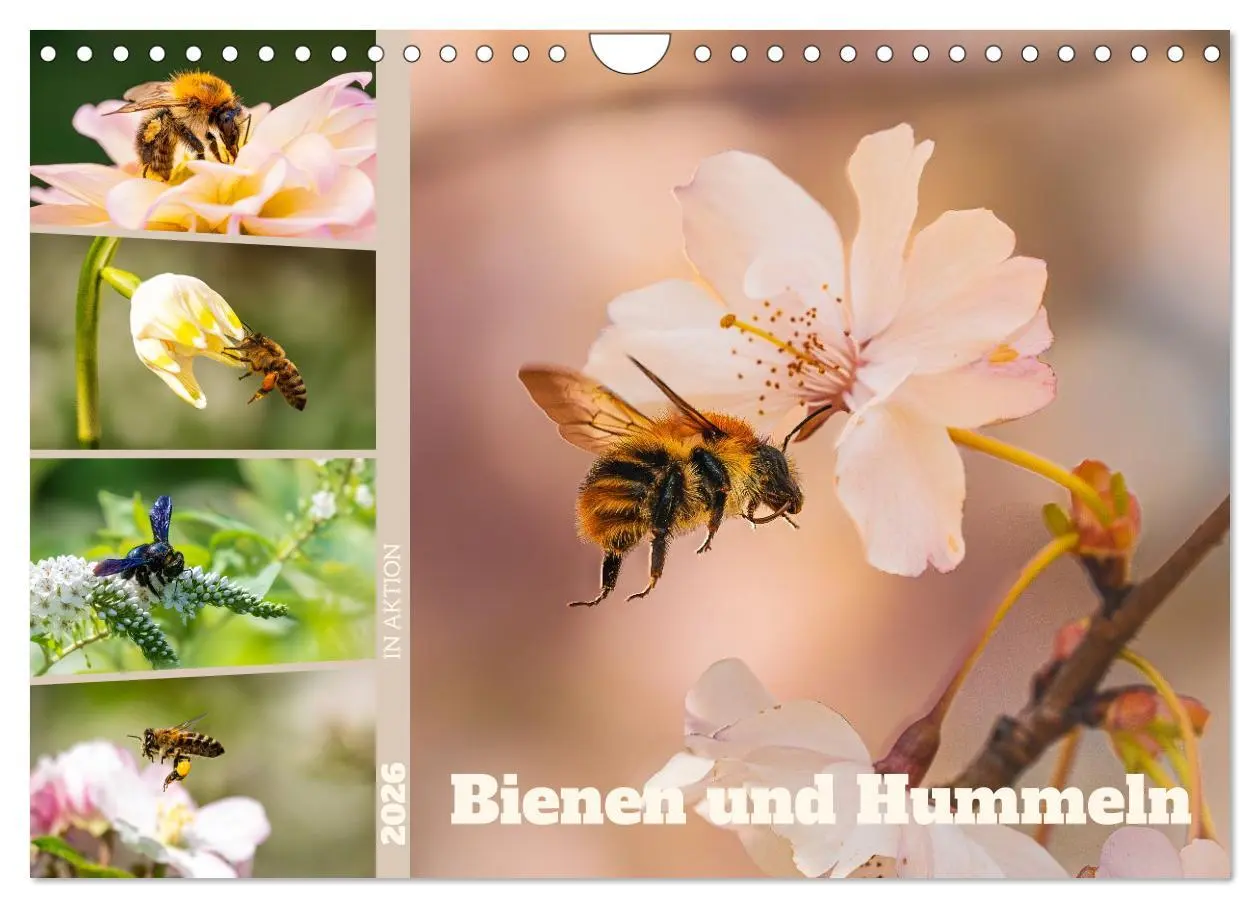 Cover: 9783457807873 | Bienen und Hummeln in Aktion (Wandkalender 2026 DIN A4 quer),...