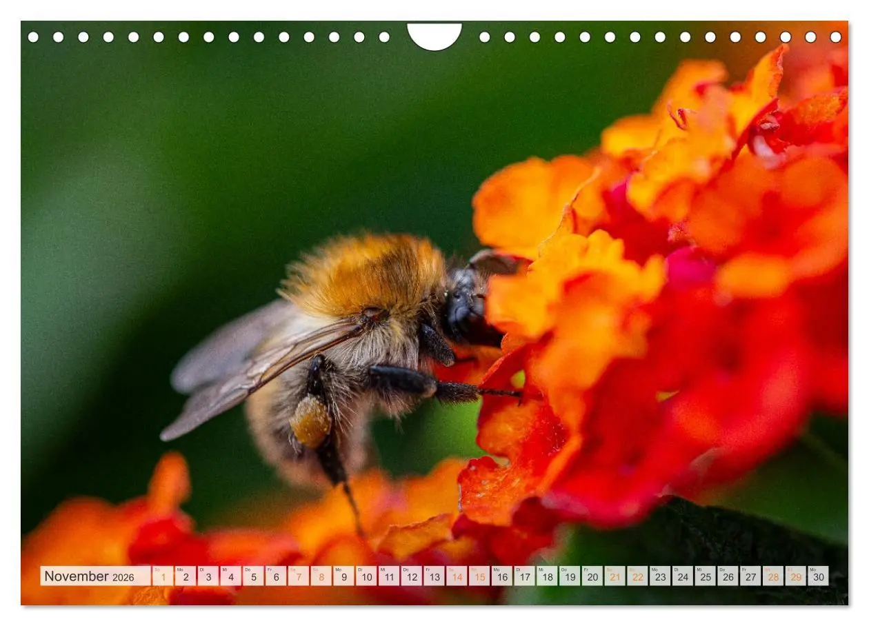 Bild: 9783457807873 | Bienen und Hummeln in Aktion (Wandkalender 2026 DIN A4 quer),...