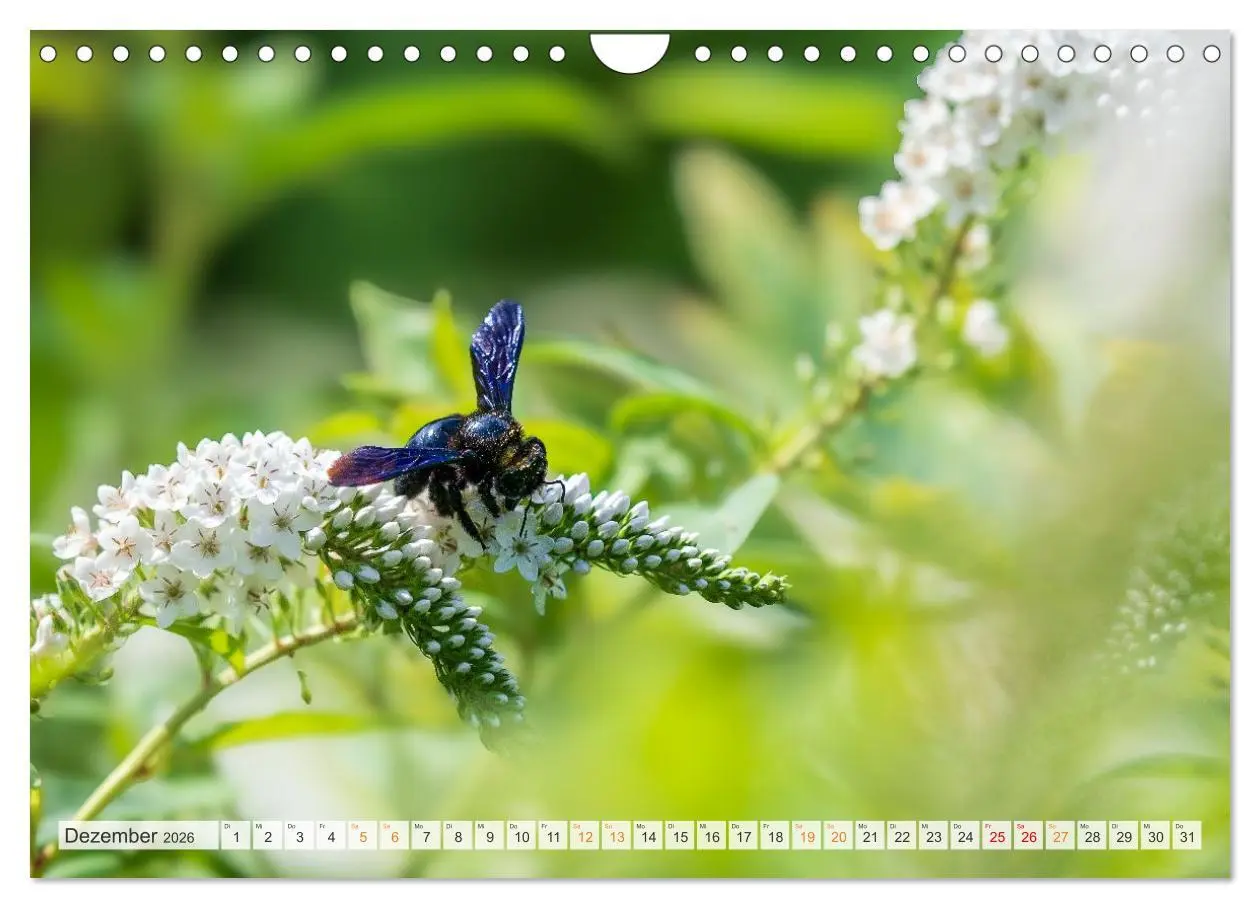 Bild: 9783457807873 | Bienen und Hummeln in Aktion (Wandkalender 2026 DIN A4 quer),...