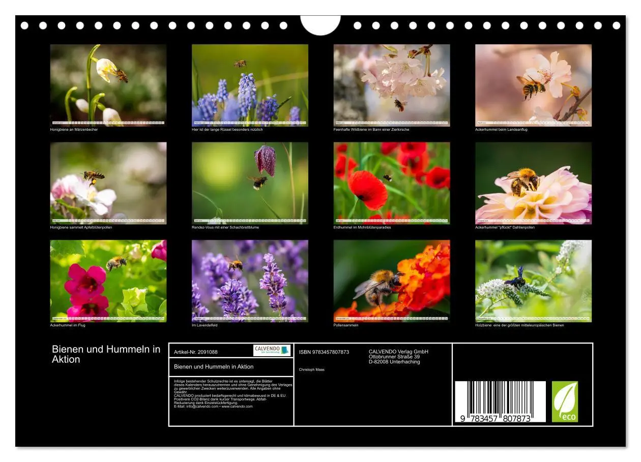 Bild: 9783457807873 | Bienen und Hummeln in Aktion (Wandkalender 2026 DIN A4 quer),...