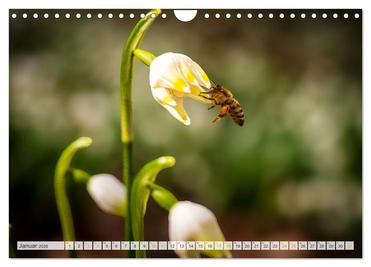 Bild: 9783457807873 | Bienen und Hummeln in Aktion (Wandkalender 2026 DIN A4 quer),...