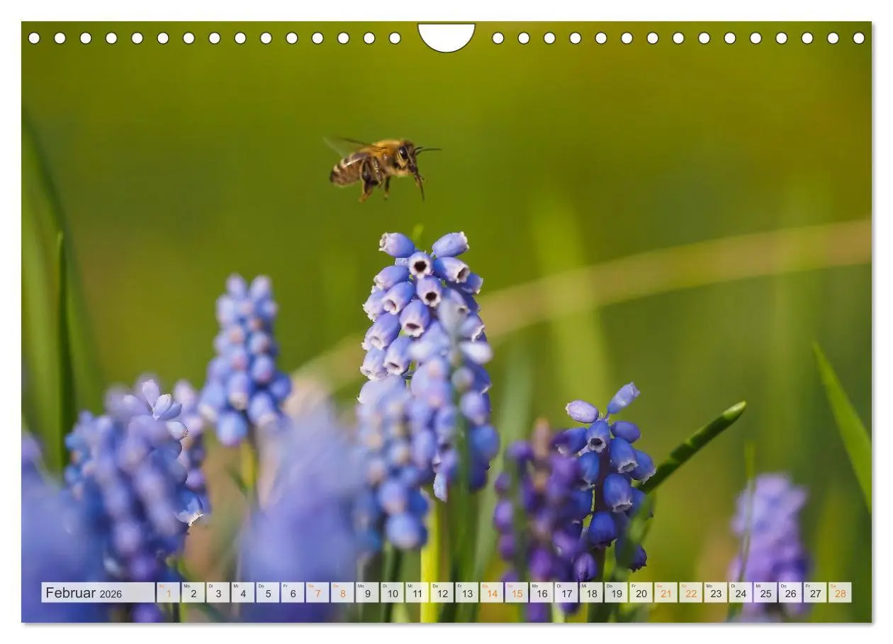 Bild: 9783457807873 | Bienen und Hummeln in Aktion (Wandkalender 2026 DIN A4 quer),...