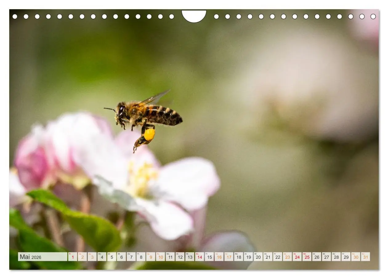Bild: 9783457807873 | Bienen und Hummeln in Aktion (Wandkalender 2026 DIN A4 quer),...
