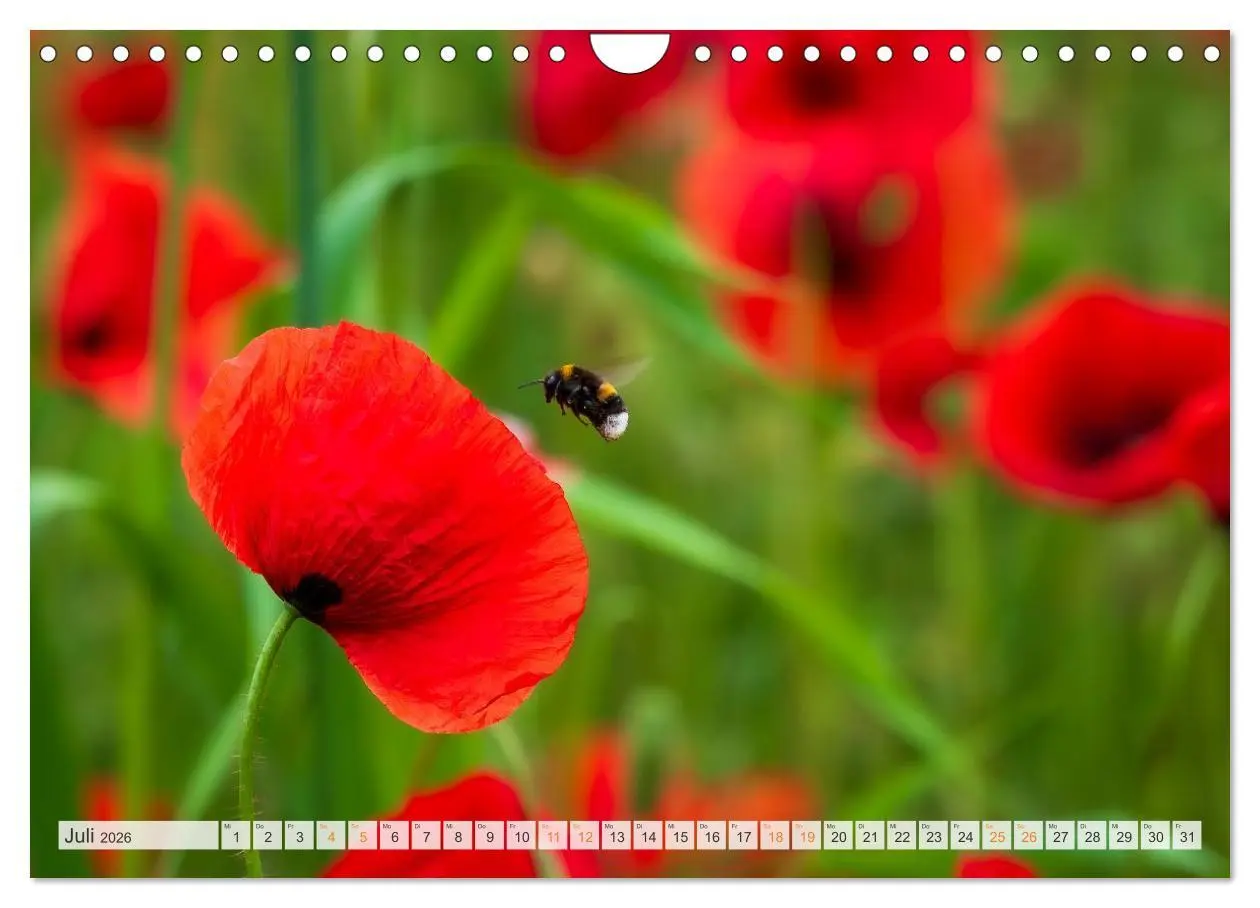 Bild: 9783457807873 | Bienen und Hummeln in Aktion (Wandkalender 2026 DIN A4 quer),...