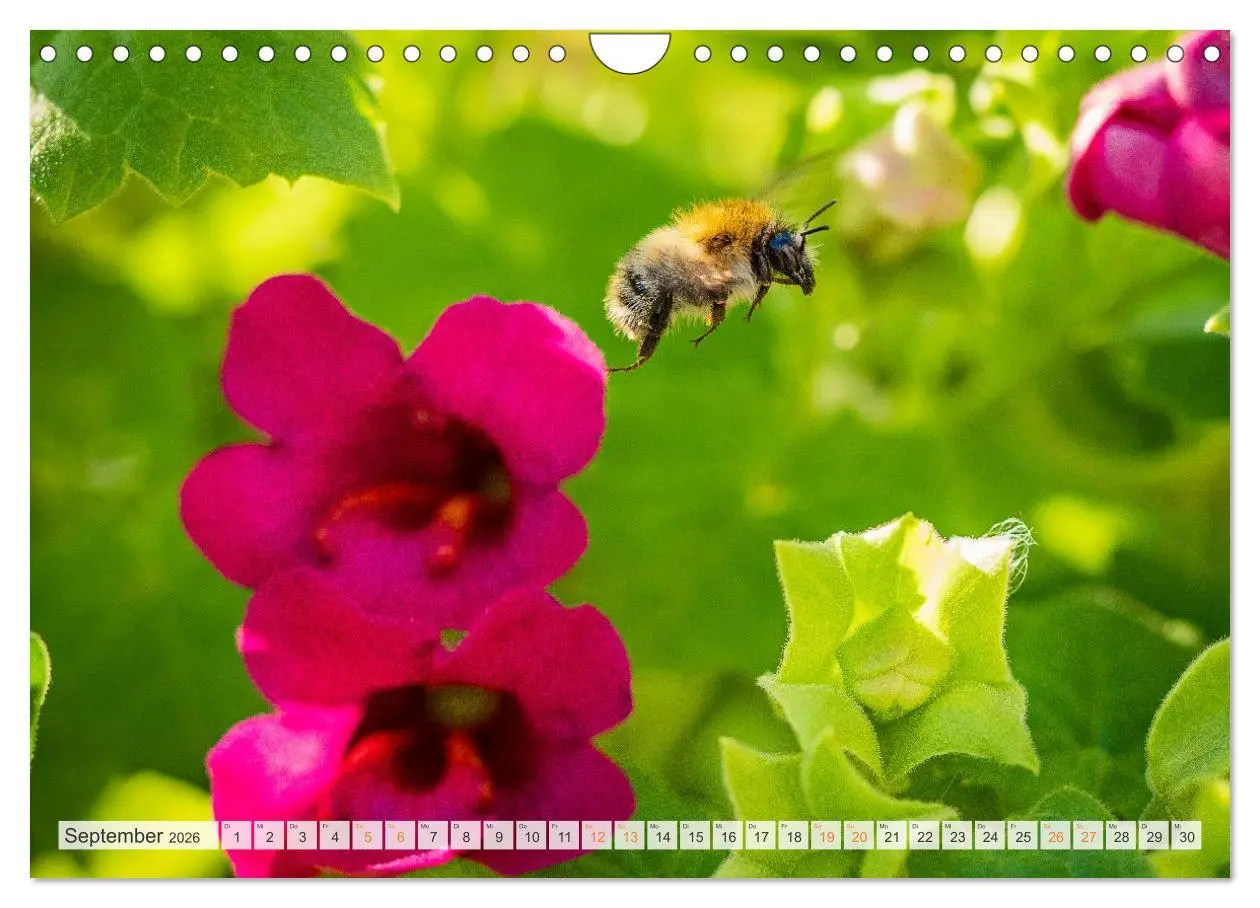 Bild: 9783457807873 | Bienen und Hummeln in Aktion (Wandkalender 2026 DIN A4 quer),...