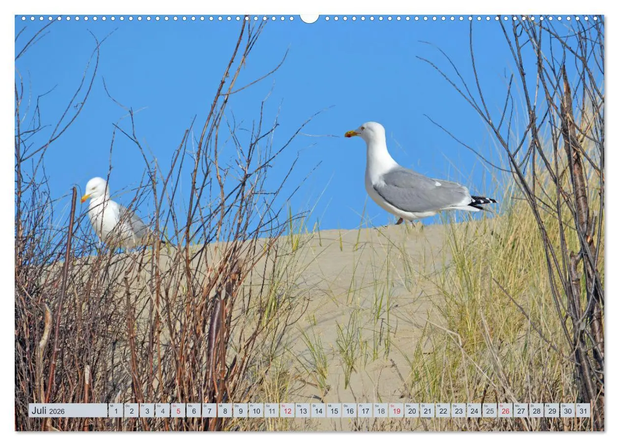 Bild: 9783457727973 | Langeoog - Natur Pur (Wandkalender 2026 DIN A2 quer), CALVENDO...