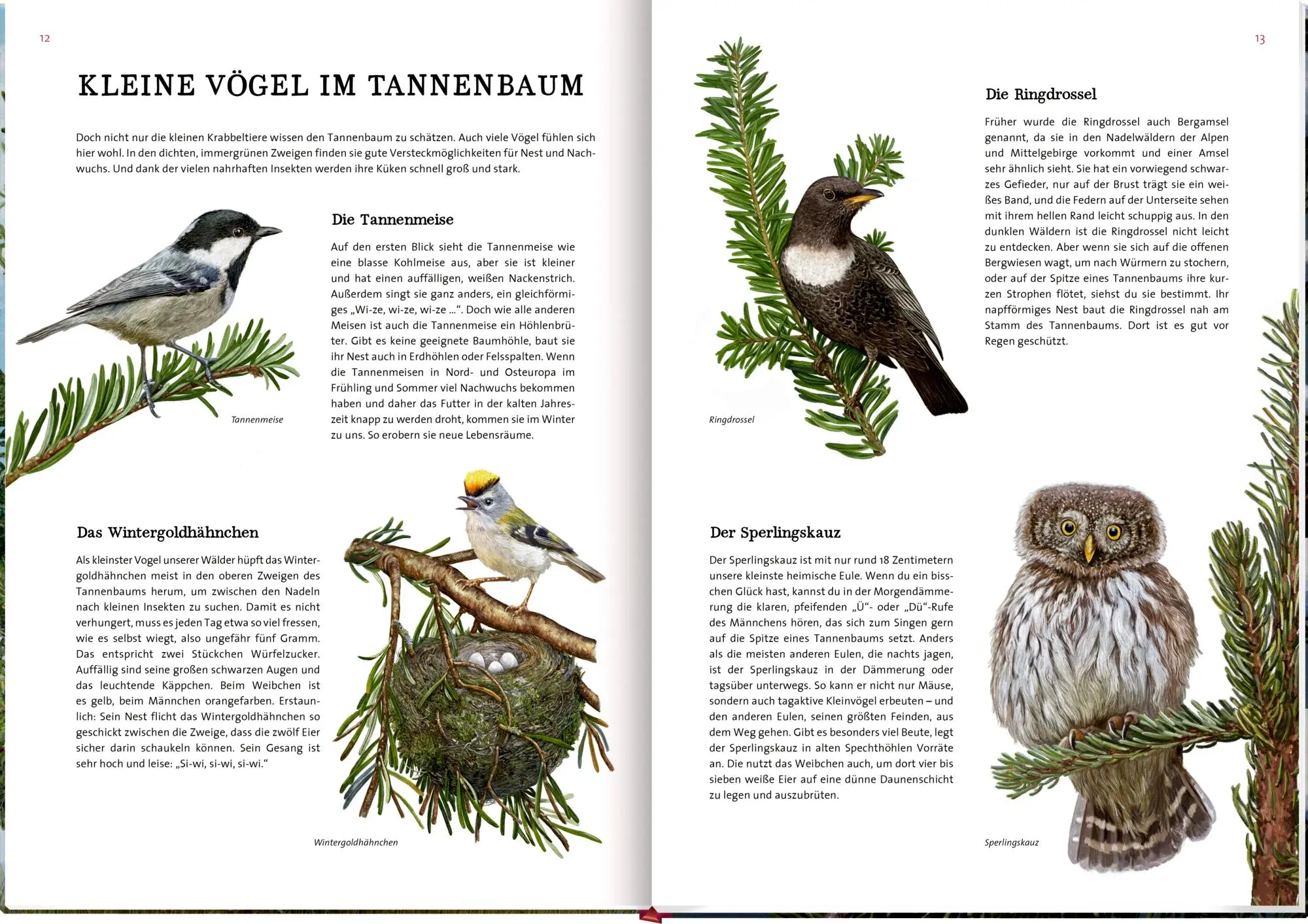 Bild: 9783649647973 | Das große Buch vom Tannenbaum | Holger Haag | Buch | 56 S. | Deutsch