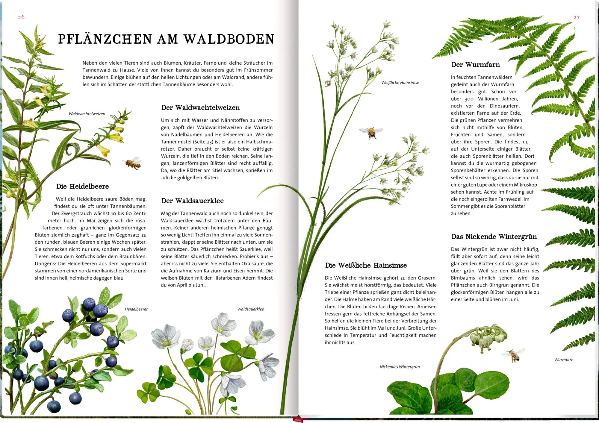 Bild: 9783649647973 | Das große Buch vom Tannenbaum | Holger Haag | Buch | 56 S. | Deutsch