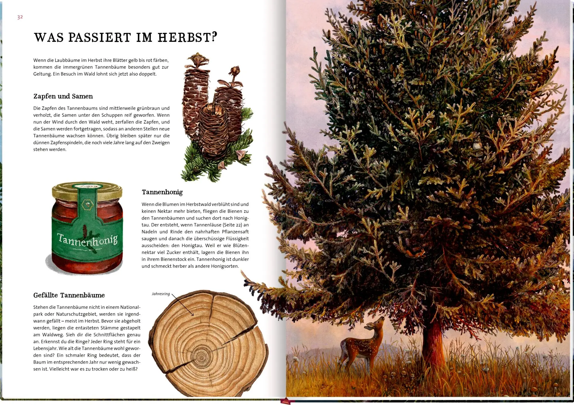 Bild: 9783649647973 | Das große Buch vom Tannenbaum | Holger Haag | Buch | 56 S. | Deutsch