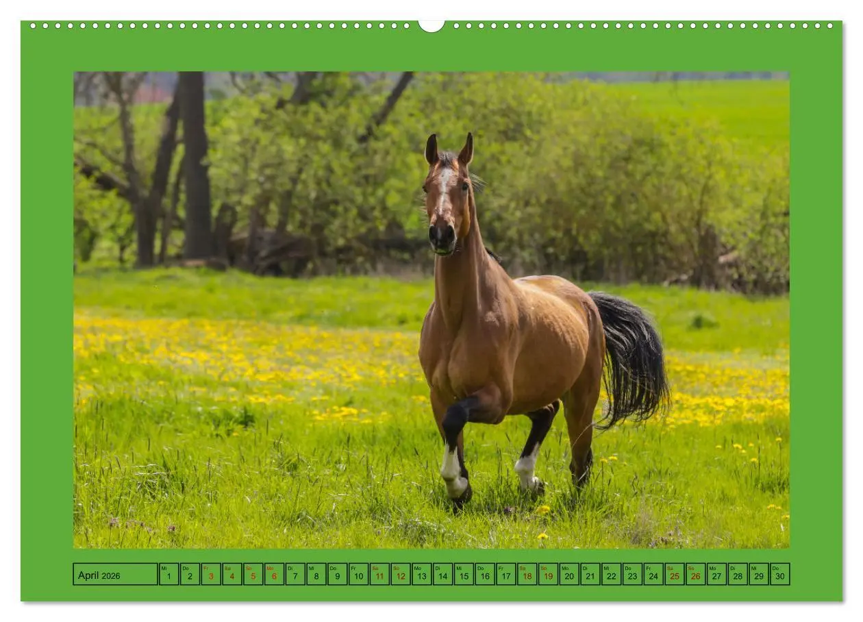 Bild: 9783457618073 | Pferde, das größte Glück auf dieser Erde (Wandkalender 2026 DIN A2...