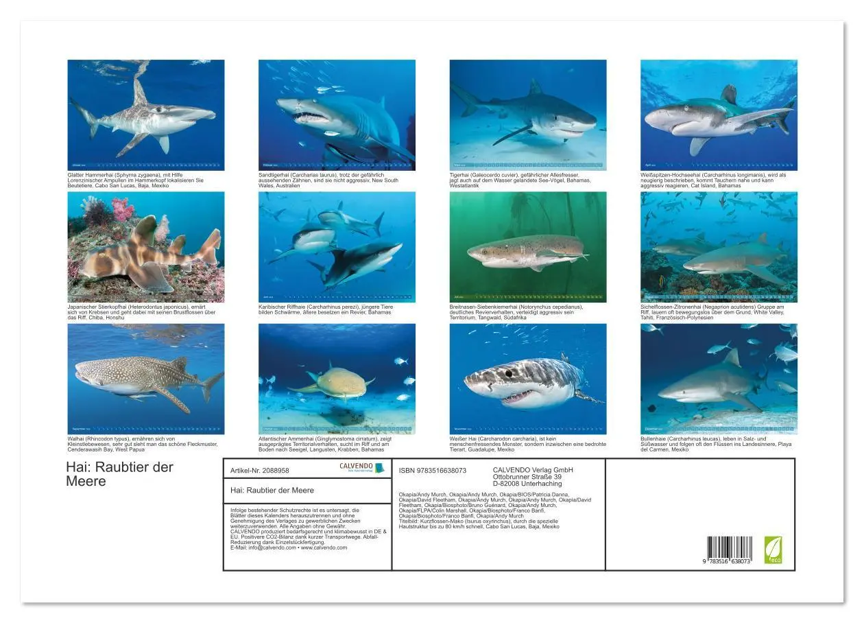 Bild: 9783516638073 | Hai: Raubtier der Meere (Wandkalender 2026 DIN A2 quer), CALVENDO...
