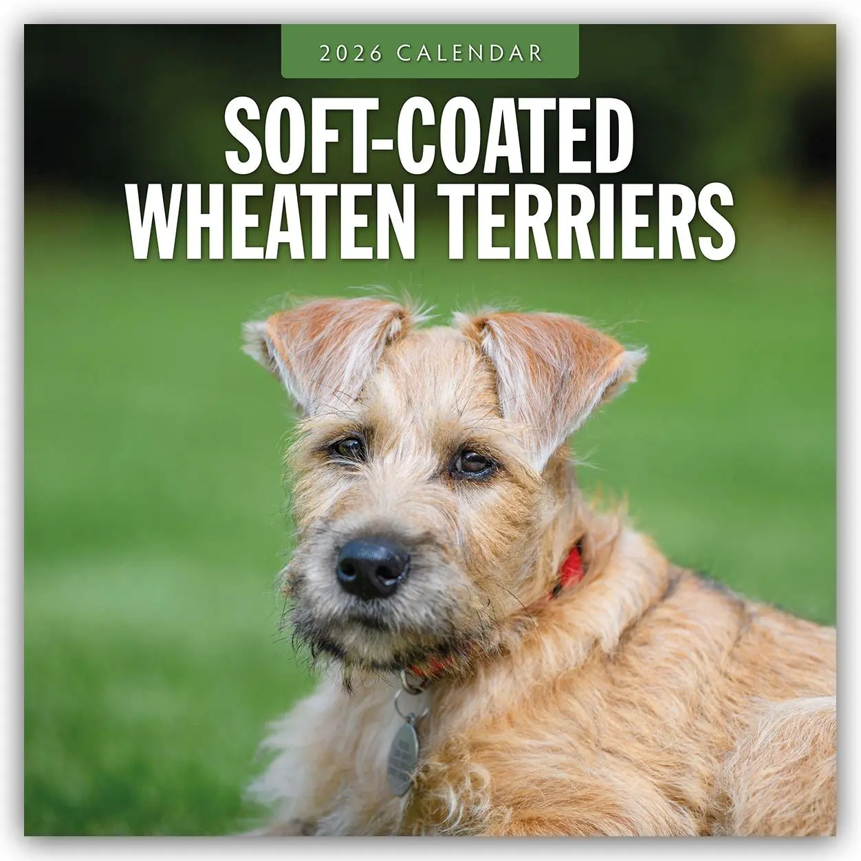 Cover: 9781804428573 | Soft-Coated Wheaten Terriers - Soft-Coated Wheaten Terrier 2026 -...