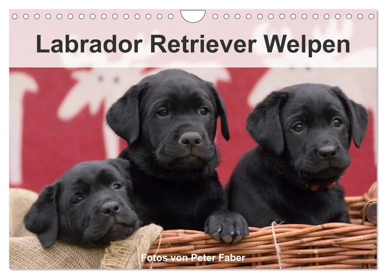 Cover: 9783457808573 | Labrador Retriever Welpen (Wandkalender 2026 DIN A4 quer), CALVENDO...