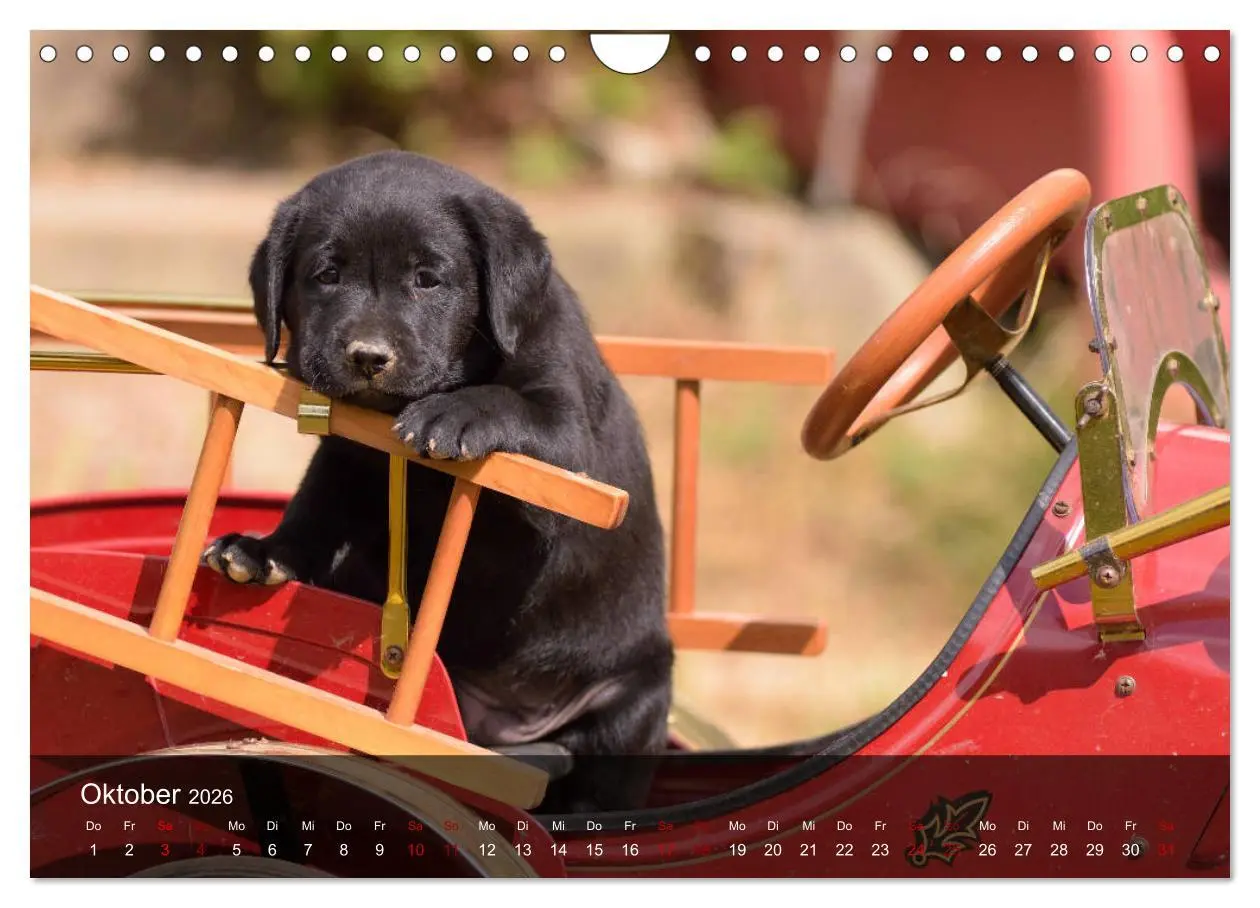 Bild: 9783457808573 | Labrador Retriever Welpen (Wandkalender 2026 DIN A4 quer), CALVENDO...