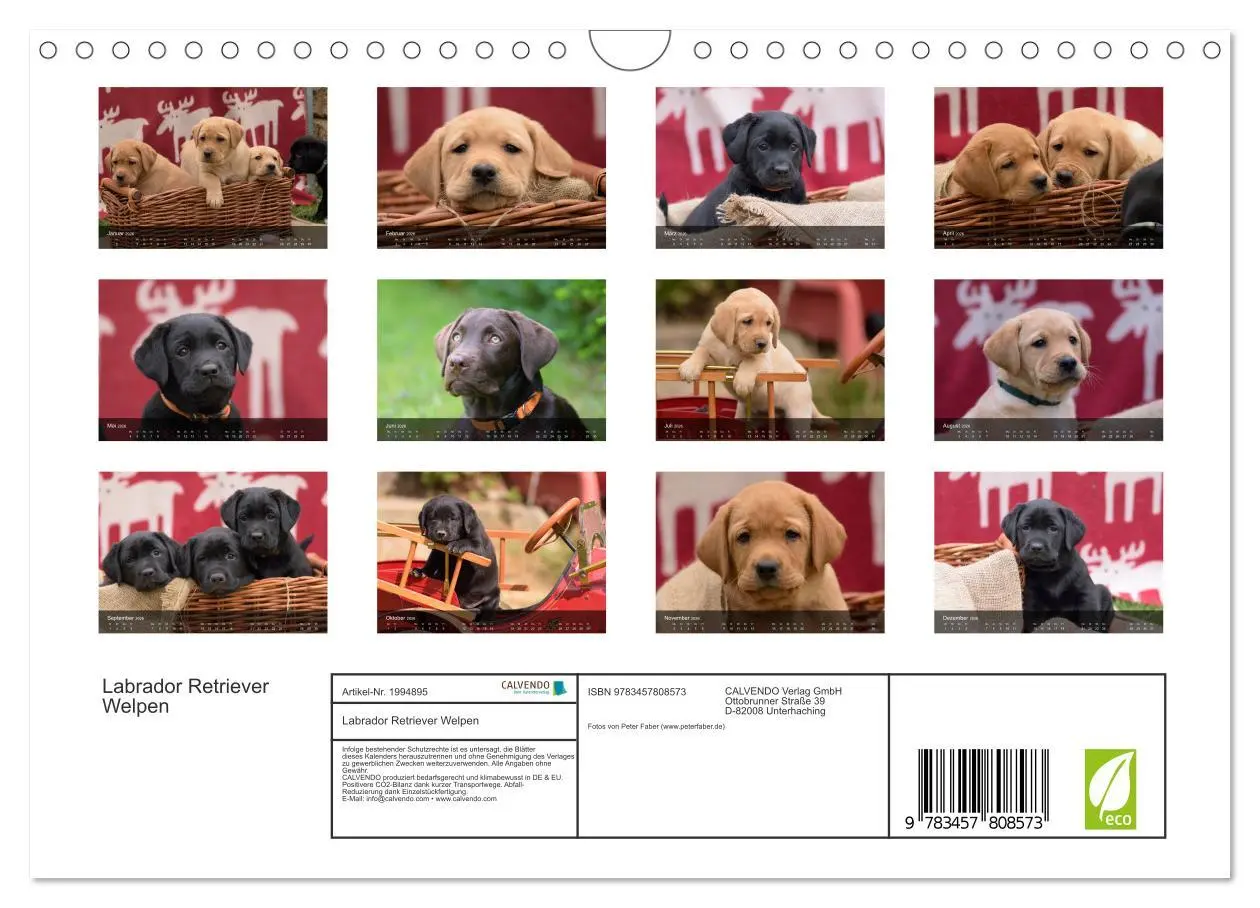 Bild: 9783457808573 | Labrador Retriever Welpen (Wandkalender 2026 DIN A4 quer), CALVENDO...